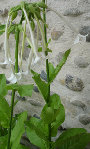 DSC00018.JPG