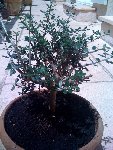 photo001.jpg