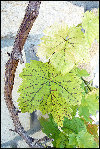 une feuille...