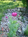 DSC01170.JPG