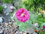 DSC01171.JPG