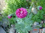 DSC01167.JPG