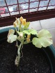 courgette1.JPG