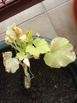 Courgette3.JPG