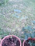 IMAGE_118.jpg