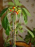 DSC01531.JPG