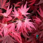 taimin nishiki12.jpg