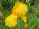 DSC00241.JPG