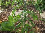 Mon pied de tomate Bison