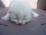 voici Jerry