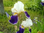 DSC00243.JPG