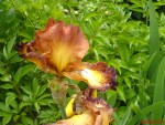 DSC00245.JPG