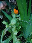PLANTES 1.JPG