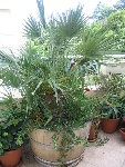 IMG_5237.JPG