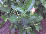 Photo003.jpg