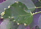 Photo005.jpg