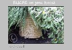 _JMR4870 RUCHE © gwel29.jpg