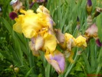 DSC00251.JPG