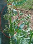 Maladie ou attaque parasitaire?