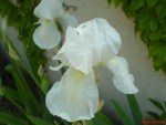 DSC00255.JPG