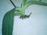 IMAG0086.JPG