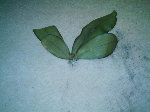 IMAG0090.JPG