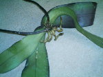 IMAG0088.JPG