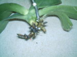 cest un phala caméléon il a une feuille qui pouse et duex morsaux de anpe qui se dévelope sure la première