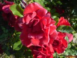 DSC00256.JPG