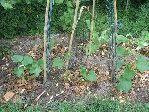 IMG_5281.JPG