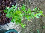 DSC00009.JPG