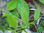 DSC00011.JPG