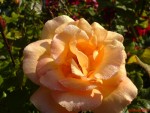DSC00259.JPG