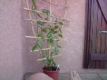 vanille panifolia