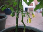 tomate 32.jpg