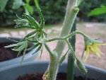 tomate 34.jpg