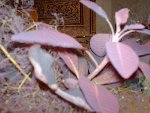 Photo 173.jpg