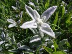 fleur x 170609.jpg