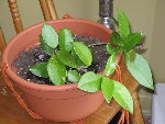 IMG_0548_7_1.jpg