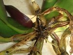 dessous phal N6