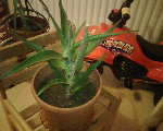 IMG00426.jpg