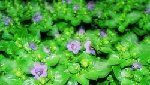jav-Campanula_muralis.jpg