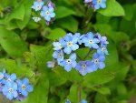 jav-LEGrandBlottereau_20090413_48.JPG