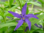 jav-LeGrandBlottereau_20090413_76.JPG