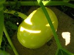 citrouille.JPG