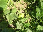 melon canari.JPG