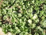 melons2.JPG