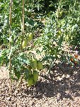 tomatesliguria.JPG