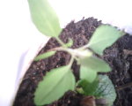 dans mon pot de menthe.jpg