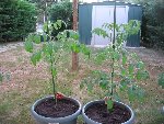 tomate cerise sweet F1